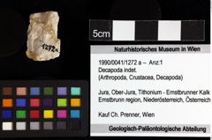 Foto (Objket + Etiketten) von Decapoda indet. 